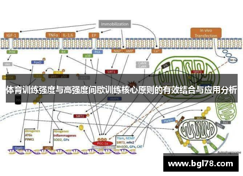 体育训练强度与高强度间歇训练核心原则的有效结合与应用分析